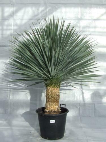 Yucca rostrata XL (topkwaliteit)