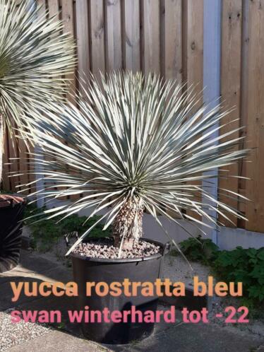 Yucca rostratta bleu swan winterhard tot 22