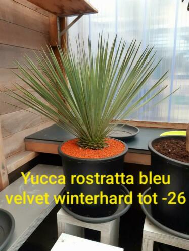 Yucca rostratta bleu velvet winterhard tot 26