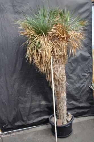 Yucca ssp. Piedras Negras 12 250 cm, stam 180 cm, 3 kop
