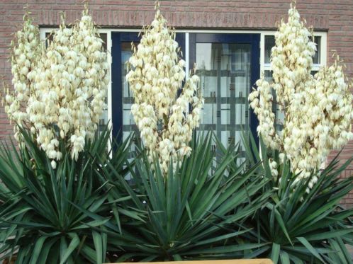 Yucca (winterhard)