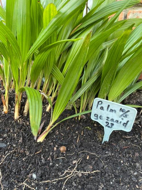 zaailingen  nog een paar honderd.Trachycarpus fortunei palm