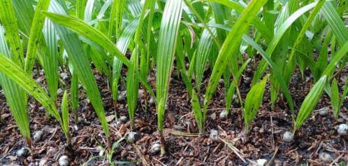 Zaailingen Trachycarpus Fortunei