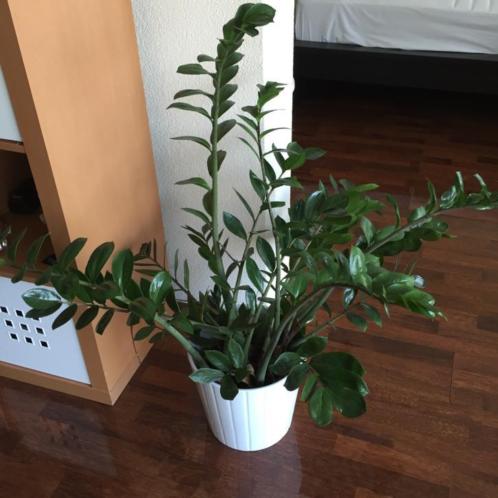 Zamioculcas