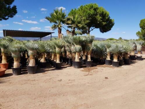 Ze zijn er weer, de populaire Yucca rostrata  THUISBEZORGD.