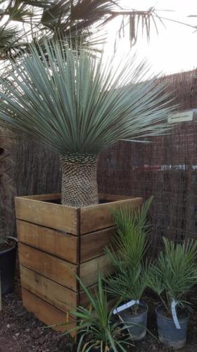 Zeer decoratief. YUCCA ROSTRATA  zaterdag geopend 