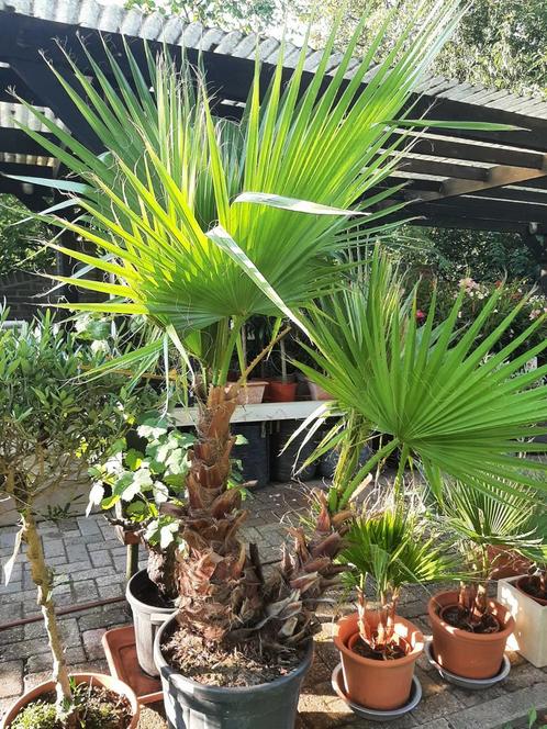 Zeer fraaie wasingtonia robusta palmen