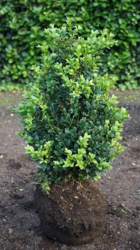 Zeer grote forse Haag Buxus planten  2,50 per stuk.