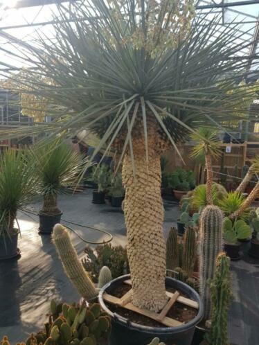 Zeer grote Yucca rigida met 4 koppen, monster exemplaar 