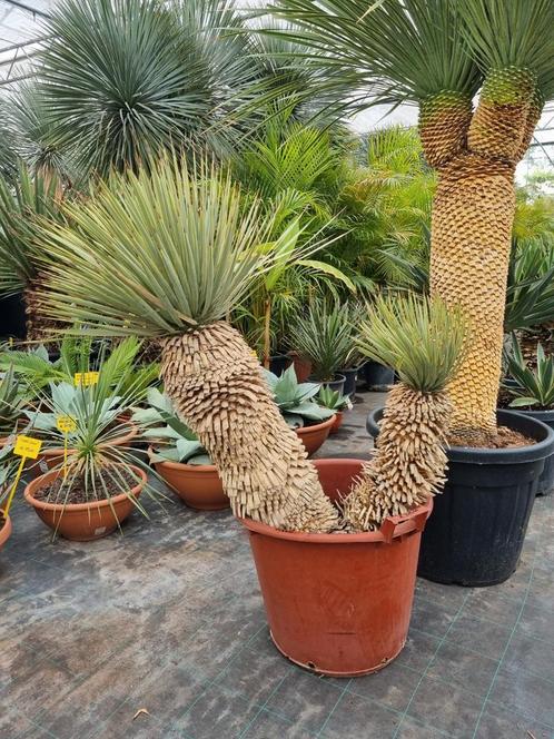 Zeldzame Yucca rostrata HYBRIDE met 2 stammen.