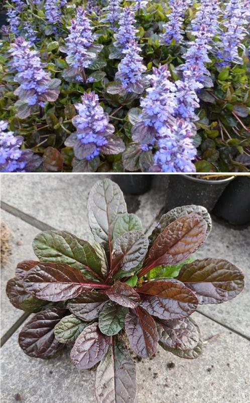 Zenegroen Ajuga Reptans Zennegroen kruipplant bodembedekker