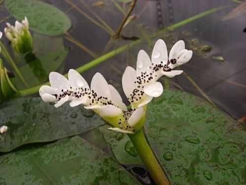 zoek ze uit vijverplanten  waterplanten