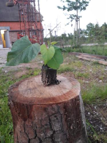 Zoete aardappel planten