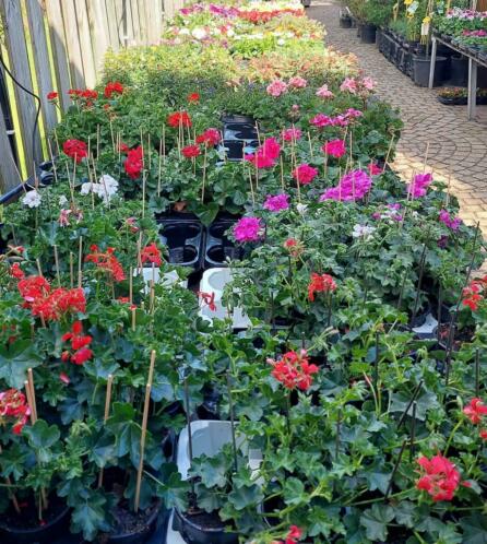 Zomerbloeiers Geranium, Hangpetunia, Knolbegonia eva soorten