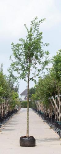 Zomereik Quercus robur h 450 cm st. omtrek 16 cm