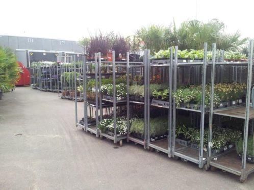 zomeropruiming vaste planten veel voor weinig