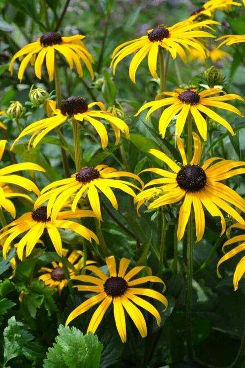 Zonnehoed Rudbeckia fulgida Goldsturm Pot