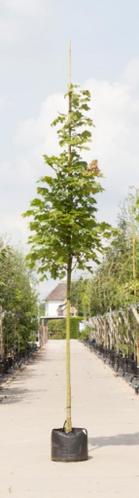 Zuil esdoorn Acer platanoides Columnare h 250 cm st. omtrek