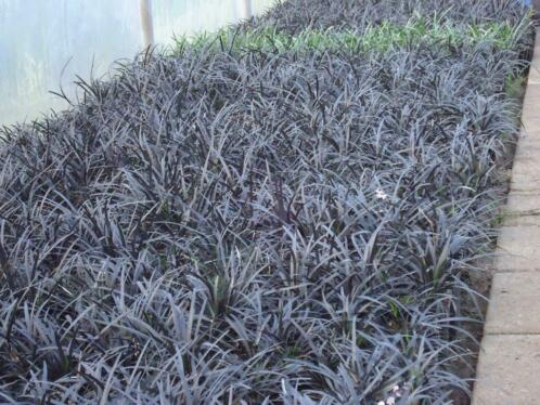 Zwart gras Ophiopogon Planaticus groenblijvend