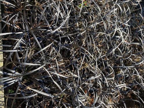 Zwart gras Per stuk 1.00 (Slangebaard Ophiopogon niger)