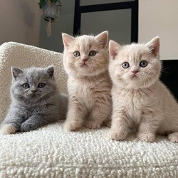 Britse Korthaar/Scottish Fold Blauw en Lilac kitten tekoop