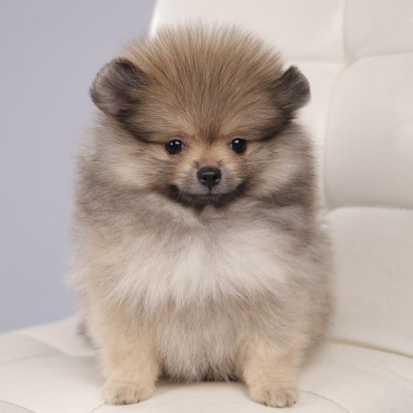 Adorable Szpic Pomeranian puppies for sale,