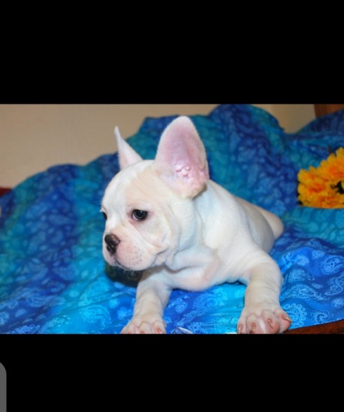 slimme Franse bulldog-puppy's