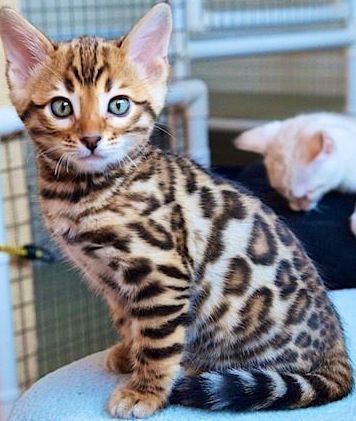 bengal kittens te koop