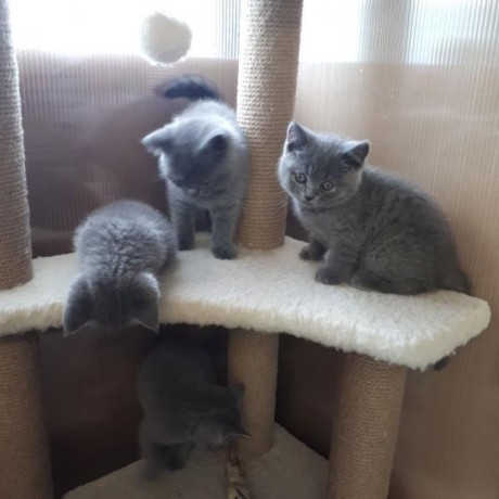 Cattery Kittens te koop €200 WhatsApp number: +32 460224753