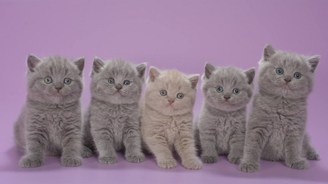 Britse Korthaar/Scottish Fold Blauw en Lilac kitten