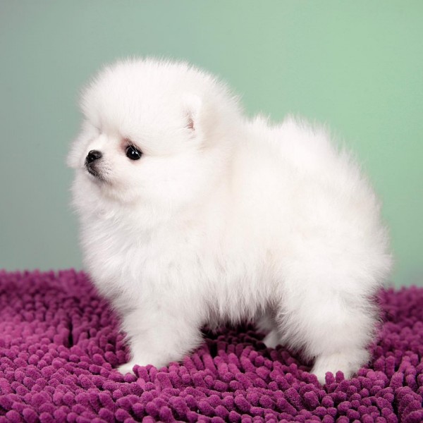 Adorable Szpic Pomeranian puppies for sale,