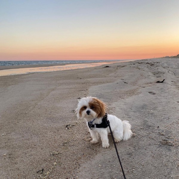 Thor - Zachtaardige mannelijke havanese