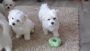 Schattige mini Maltezer pups, 12 weken oud, klaar om te gaan