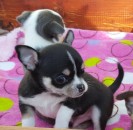 Heel lieve chihuahua-puppy's
