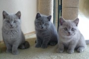  Mooie Britse Korthaar/Scottish Fold Blauw en Lilac kitten tekoop