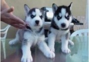 Siberische husky pups