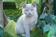 Mooie Britse Korthaar/Scottish Fold Blauw en Lilac kitten tekoop