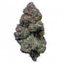 Cannapot rs11 strain feminisierte Samen für Indoor und Outdoor