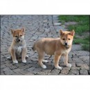 Shiba Inu-puppy's