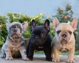 Super Franse Bulldog-puppy's te koop