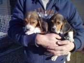 Beagle-puppy's, sociaal gedomesticeerd