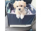 Lieve Maltipoo-puppy's, thuis opgegroeid