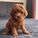 Prachtige Toy Poodle-puppy's beschikbaar.