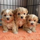 Maltipoo-puppy's