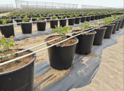 40 Liter Round Pots – Heavy-Duty Containers for Commercial Growing