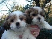 Prachtige Shih Tzu-puppy's