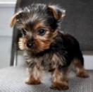 Goede Yorkshire Terrier-puppy's