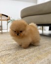 We bieden een nieuw nest Pomeranian-puppy's aan.